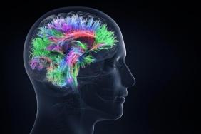 Déclin cognitif et IRC : un vaste domaine de recherche en ébullition
